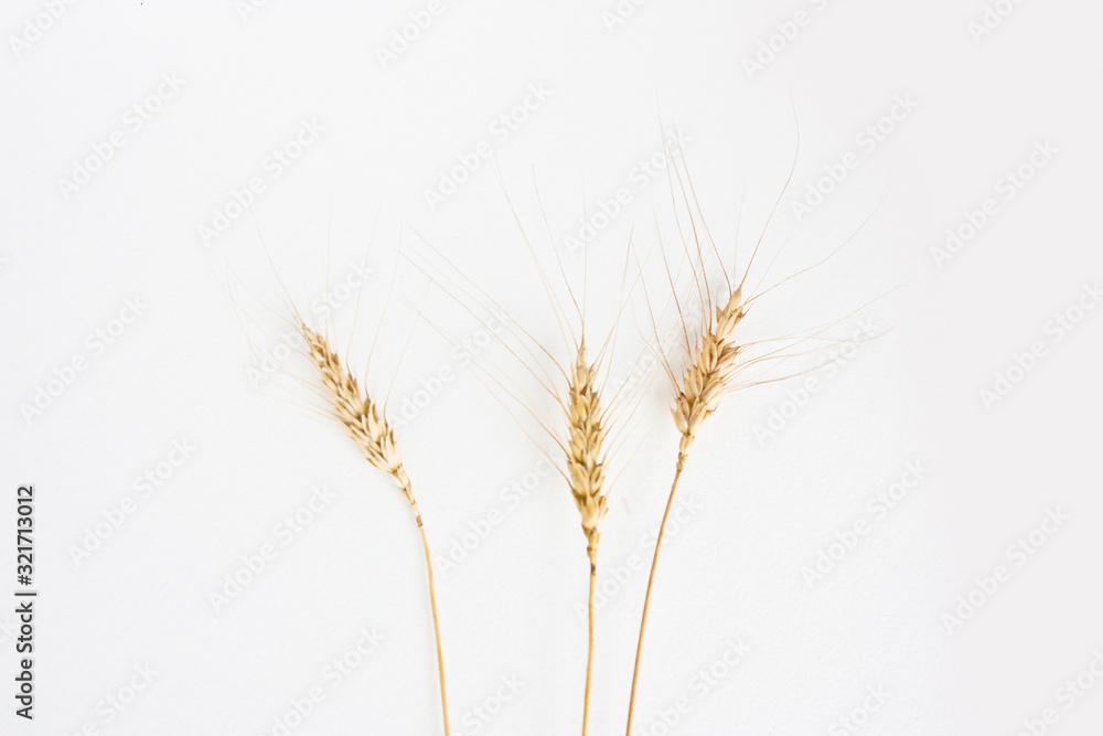 Three Ears of wheat on a white background Three Ears of wheat on a white background