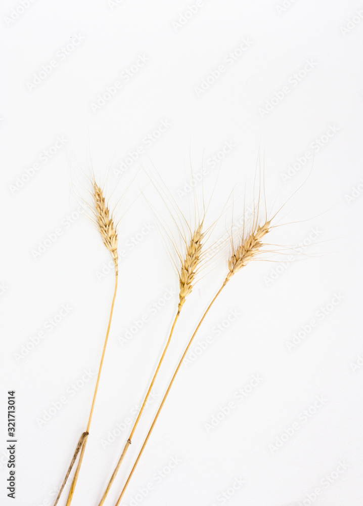 Ears of wheat on a white background Ears of wheat on a white background