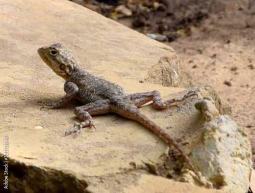Small gecko (Senegal, West Africa)