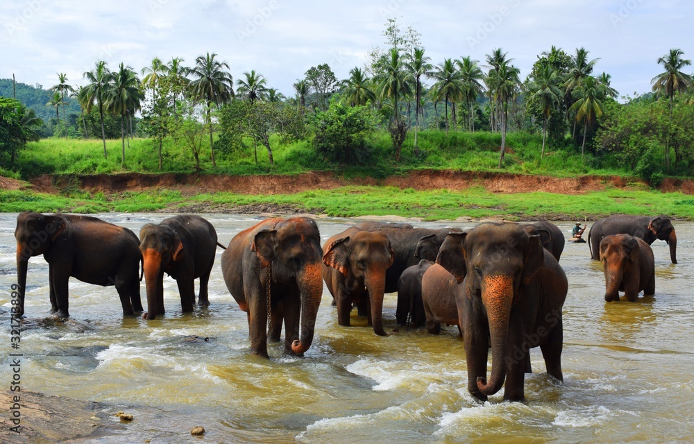 The Asian elephant is the largest living land animal in Asia. Stock-Foto |  Adobe Stock