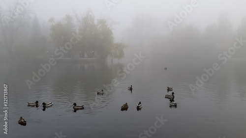 ducks swim in the Park in the pond on a foggy day