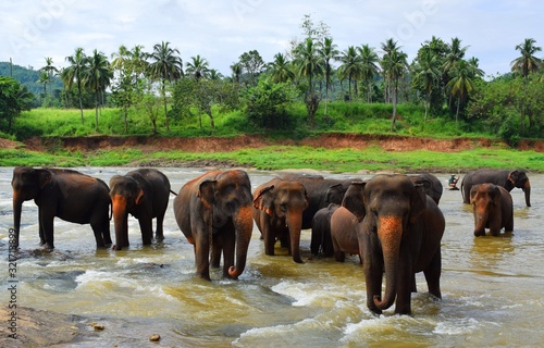 Sticker The Asian elephant is the largest living land animal in Asia.