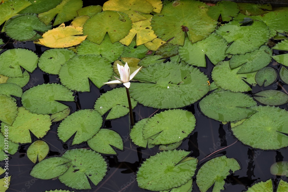 Closeup view of blossom Nymphaea Lotus Garden Maritius Closeup view of blossom Nymphaea Lotus Garden Maritius