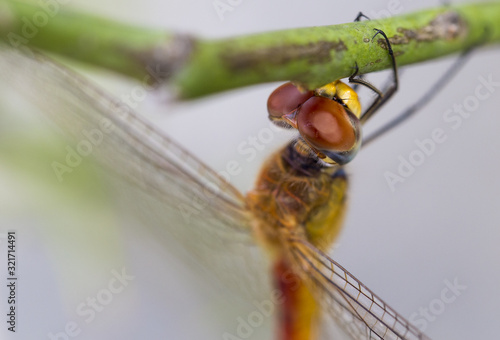 red dragonfly
