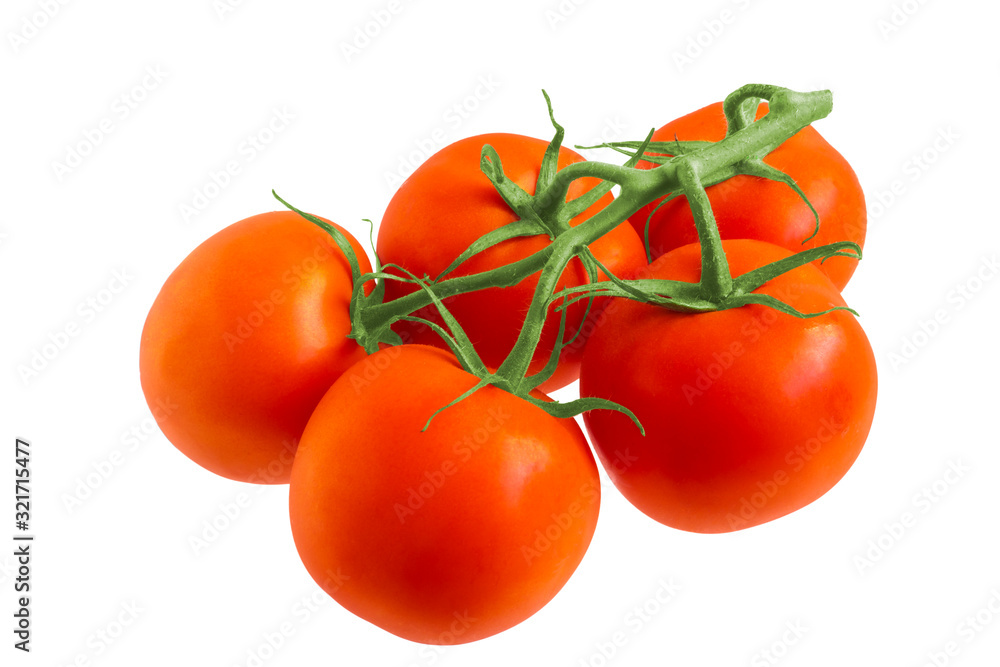 Red tomatoes hang on the branch. All on a white background.