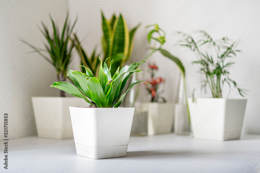 Fototapeta premium scandinavian style home growing green plants garden on the shelf, inside interior design