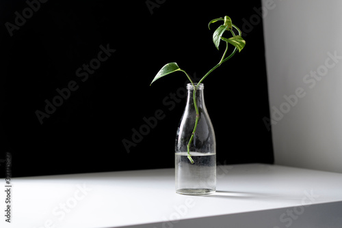 the home garden, a simple glass bottle with a plant on the shelf at home,minimalist concept style