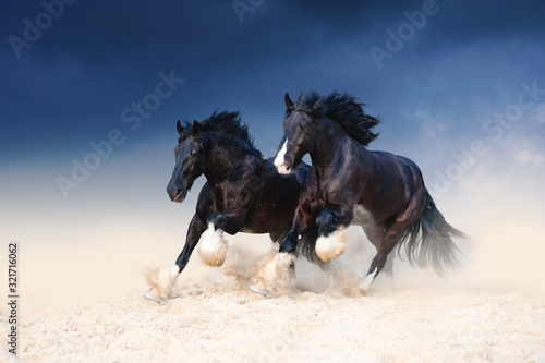 Valokuva Two heavy-duty black beautiful horse galloping along the sand, kicking up dust on the background of a stormy sky