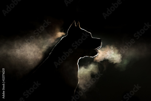 Slika na platnu Silhouette of a breed of dog breeds American Staffordshire Terrier in backlight on a black background