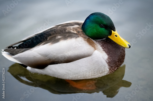 Fotografie one wild drake with a green head swims in a pond