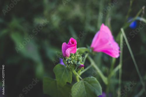 Wallpaper Mural The blooming of rose in the garden Torontodigital.ca