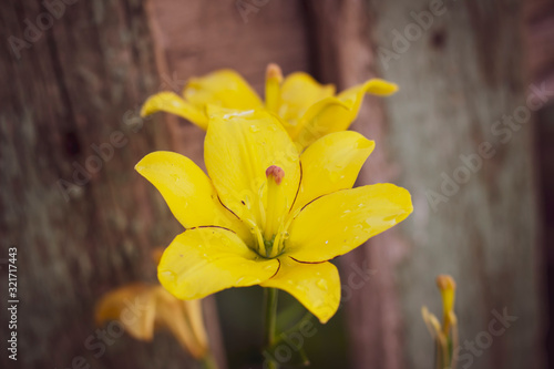 Yellow watsonia on wooden background closeup photo