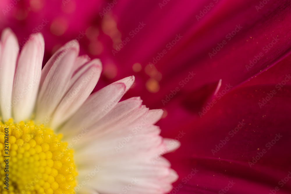 Vibrant magenta pink and white daisy flowers colorful petals macro abstract background Vibrant magenta pink and white daisy flowers colorful petals macro abstract background