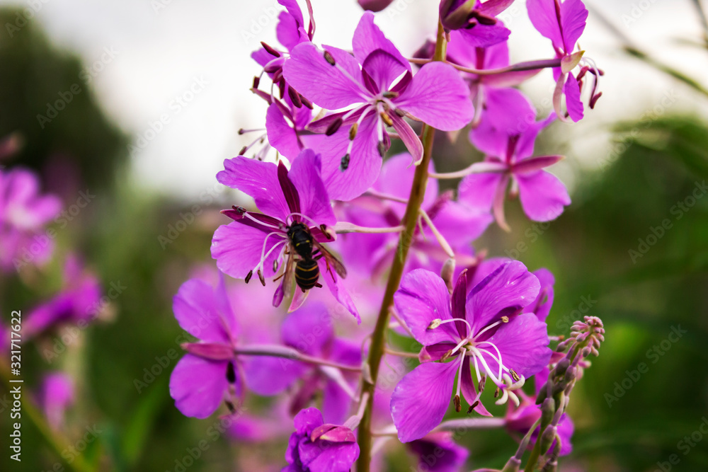 Bee on purple Ivan-tea