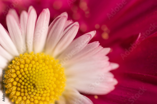 Vibrant magenta pink and white daisy flowers colorful petals macro abstract background