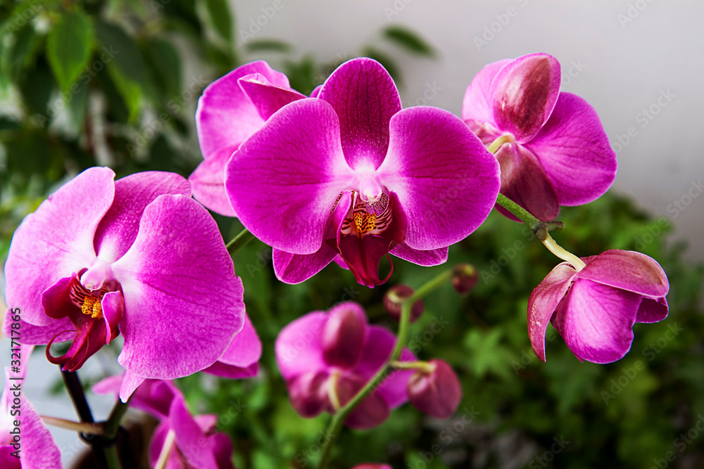 Bright Pink orchids on a green leaves background. A branch with graceful, delicate flowers. Close-up. Exotic plants. Bright Pink orchids on a green leaves background. A branch with graceful, delicate flowers. Close-up. Exotic plants.