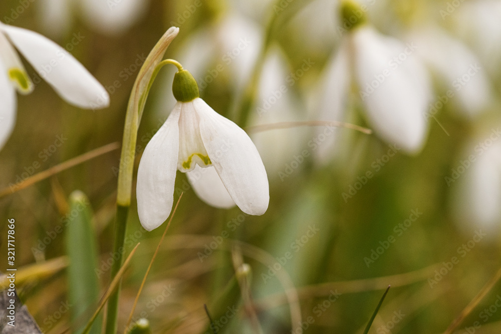 Spring snowdrops in the Czech Republic Spring snowdrops in the Czech Republic