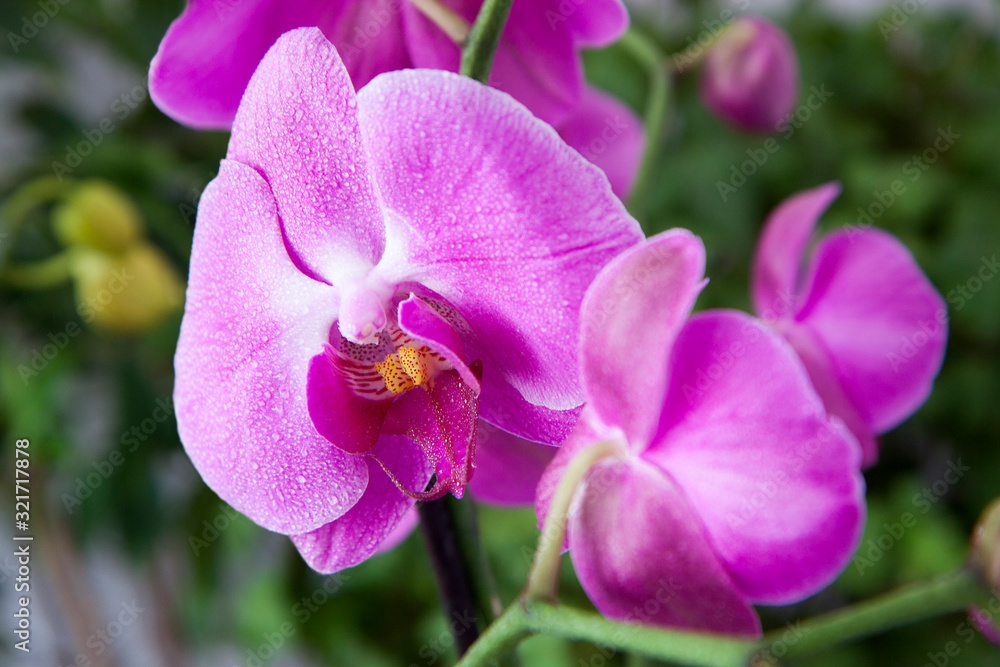 Bright Pink orchids on a green leaves background. A branch with graceful, delicate flowers. Close-up. Exotic plants in raindrops. Bright Pink orchids on a green leaves background. A branch with graceful, delicate flowers. Close-up. Exotic plants in raindrops.