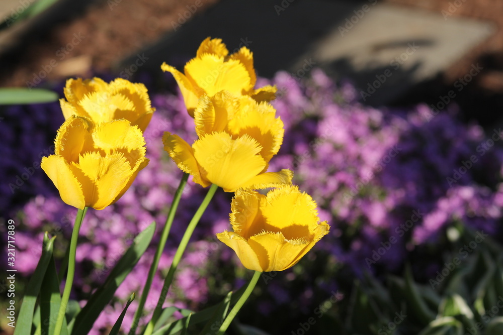 Obraz premium Yellow Feather Tulips over Purple Spring Phlox
