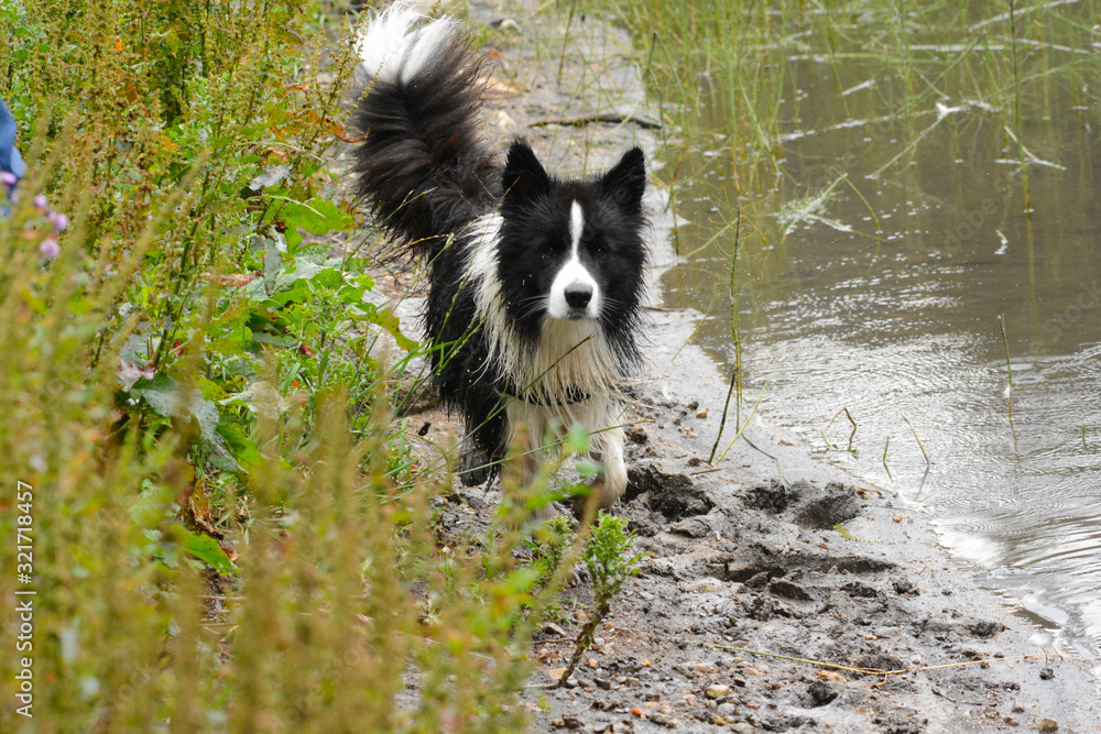 Obraz premium animals in a mountain lake in Styria, Austria