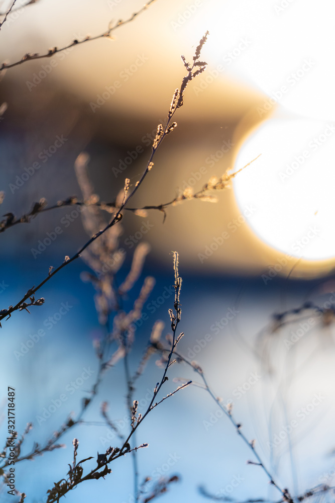 Blurry abstract bokeh view of branches, water, and sunset at Bosque del Apache National Wildlife Refuge, New Mexico, USA Blurry abstract bokeh view of branches, water, and sunset at Bosque del Apache National Wildlife Refuge, New Mexico, USA