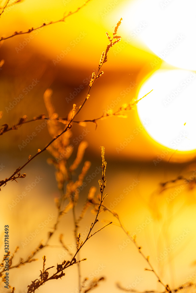 Blurry abstract bokeh view of branches, water, and sunset at Bosque del Apache National Wildlife Refuge, New Mexico, USA