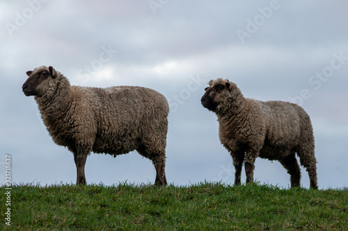 Schafe einer Schafherde grasen auf einer grünen Wiese mit dichtem Winterfell bereit zur Ernte der Schurwolle und gut gewärmt für artgerechte Weidehaltung auf einem Biobauernhof