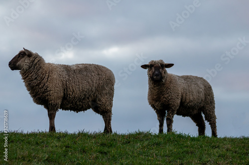 Schafe einer Schafherde grasen auf einer gr  nen Wiese mit dichtem Winterfell bereit zur Ernte der Schurwolle und gut gew  rmt f  r artgerechte Weidehaltung auf einem Biobauernhof