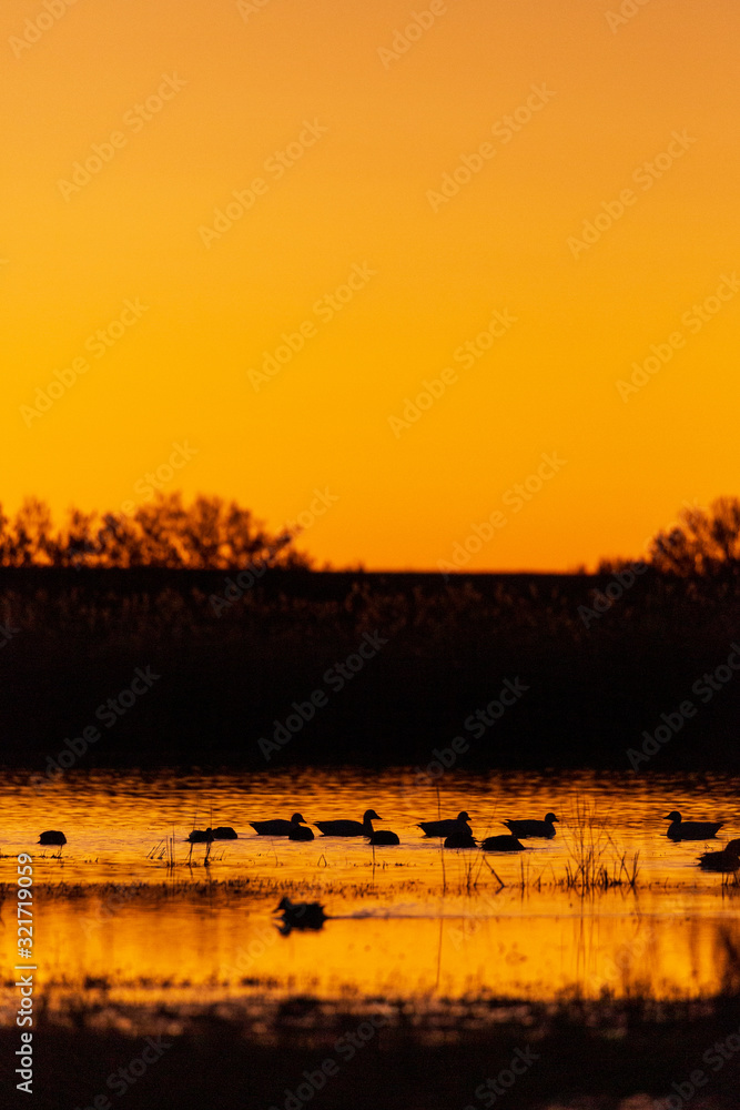 Group of ducks silhouetted against a yellow orange sky landscape at sunrise or sunset in Bosque del Apache National Wildlife Refuge, New Mexico, USA