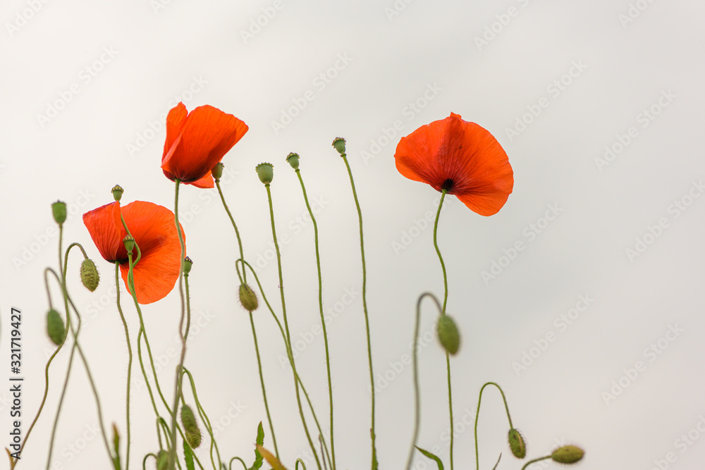 Fototapeta premium floral design, decoration flowers. Beautiful red poppies in front of white sky