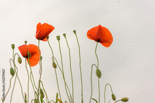 Fototapeta Naklejka Na Ścianę i Meble -  floral design, decoration flowers. Beautiful red poppies in front of white sky