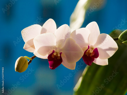 Orchid flower at winter or sunny spring day for beauty and agriculture concept design. Phalaenopsis orchid. Orchids with beautiful gentel colors are good export business and are naturally beautiful photo