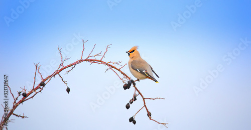 Bird Bohemian waxwing Bombycilla garrulus feeding on rowan branch. photo