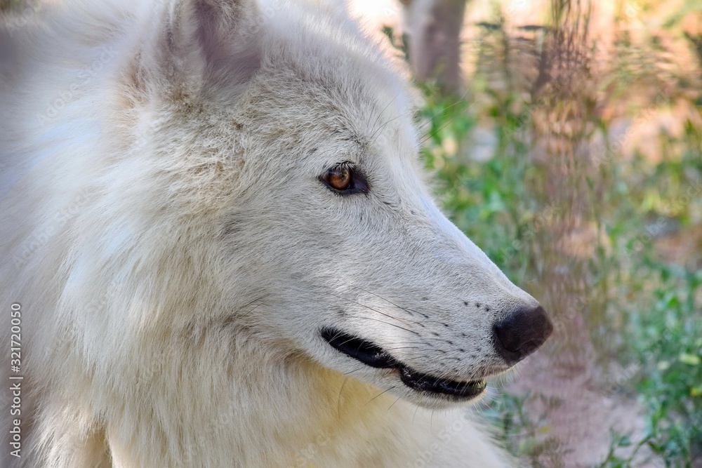 White Arctic Wolf Head Close Up