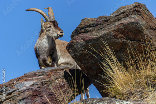 Male of mountain goat or capra pyrenaica in the natural park of Sierra Nevada, Spain.