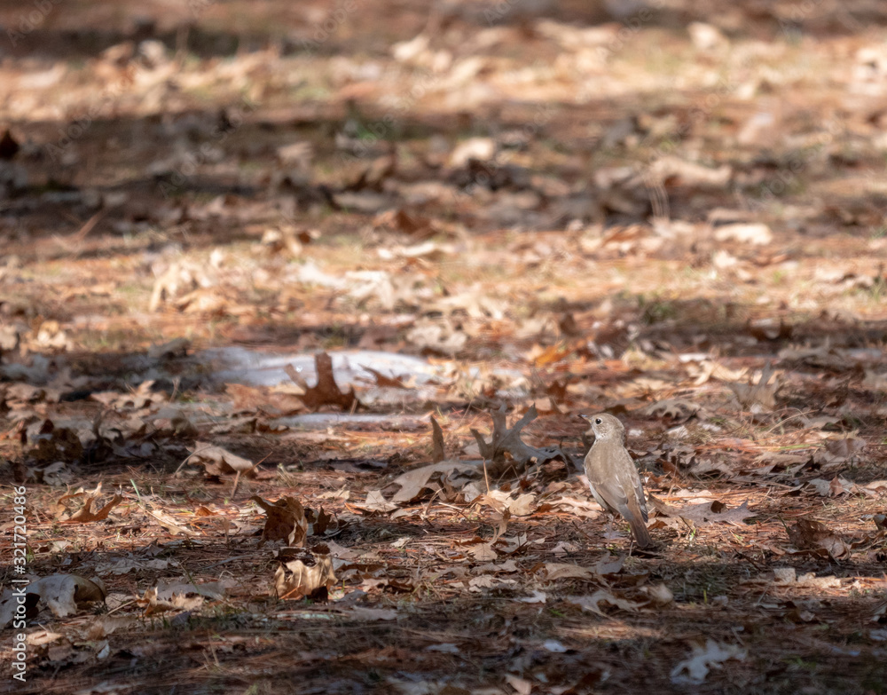 Vireo bird on the forest floor. Vireo bird on the forest floor.