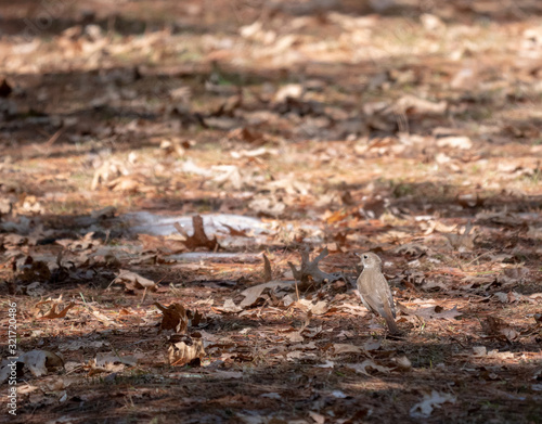 Vireo bird on the forest floor.