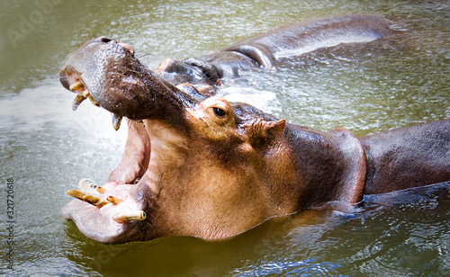 Hippo in lake with wide open mouth showing tusks