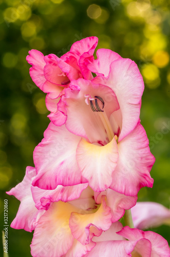 Pink gladioles Gladiolus flower. Spring garden with gladioli. Groups of gladioles, lily sword, grass with sword on green background. photo