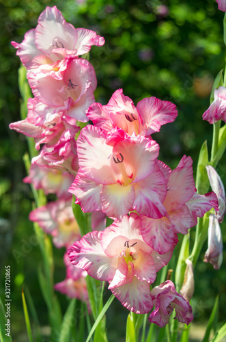 Pink gladioles Gladiolus flower. Spring garden with gladioli. Groups of gladioles, lily sword, grass with sword on green background. photo