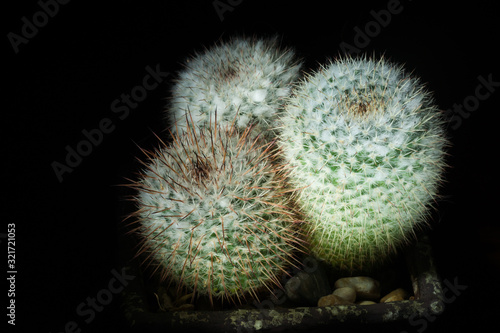 Parodia scopa - Cactus Triplet on Black photo