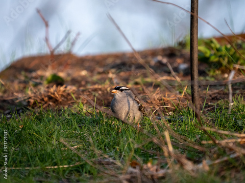 Curious sparrow looks at camera.