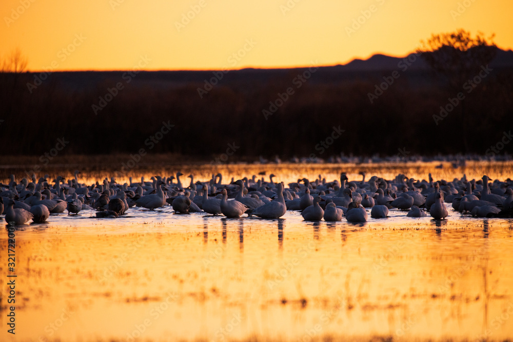 Group of snow geese birds in a marsh pond at sunrise in Bosque del Apache wildlife refuge in New Mexico, USA