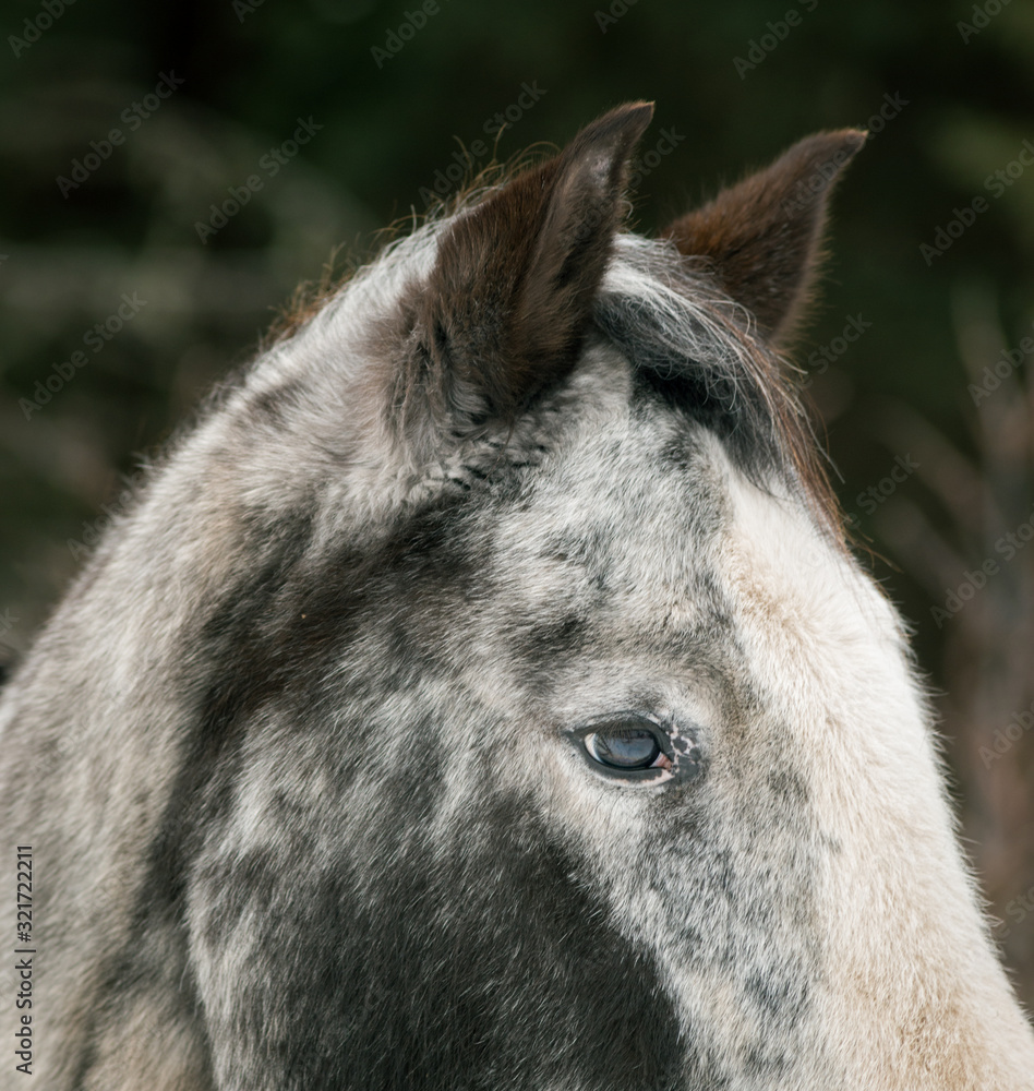 Fototapeta premium All Eyes and Ears - Horse Head Close-up