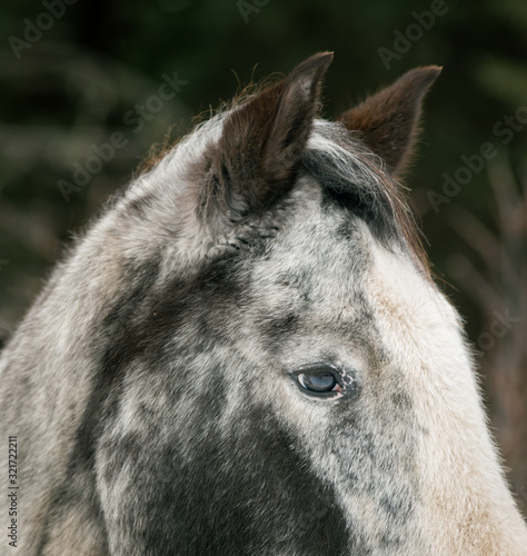 Fototapeta Naklejka Na Ścianę i Meble -  All Eyes and Ears - Horse Head Close-up
