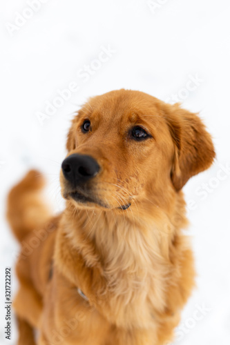 Portrait of young golden retriever puppy dog in white snow