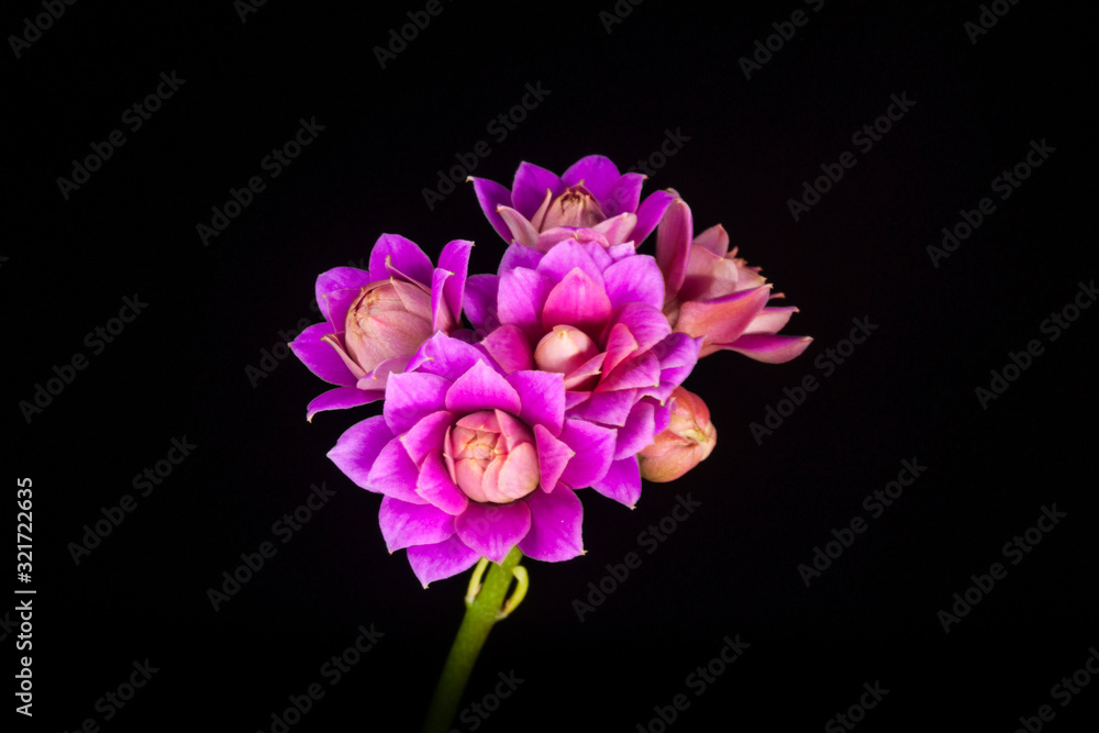 Kalanchoe blossfeldiana - Flower Cluster on Black Kalanchoe blossfeldiana - Flower Cluster on Black