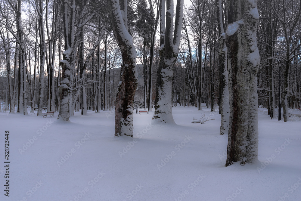 Fototapeta premium winter