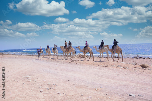 Bild auf Leinwand Camel rides in the city of Dahab and on the coasts of the Red Sea in South Sinai