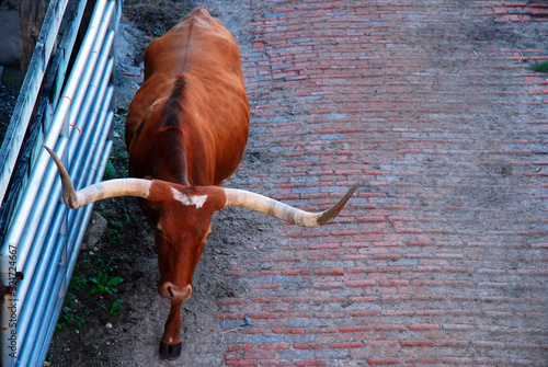A Texas longhorn bull heads back to his pen photo